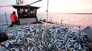ARCHIV - Ein Fischer fährt am 21.03.2014 mit vollen Stellnetzen mit Hering über den Greifswalder-Bodden zurück zum Hafen in Greifswald-Wiek (Mecklenburg-Vorpommern). (zu dpa "Jahres-Pk des Fisch-Informationszentrums FIZ" vom 06.09.2017) Foto: Christian Charisius/dpa +++(c) dpa - Bildfunk+++