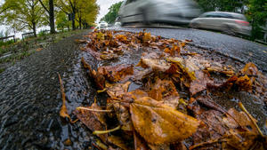 Regennasses Laub liegt am 02.10.2017 an einem Straßenrand in Hannover (Niedersachsen). Foto: Peter Steffen/dpa +++(c) dpa - Bildfunk+++