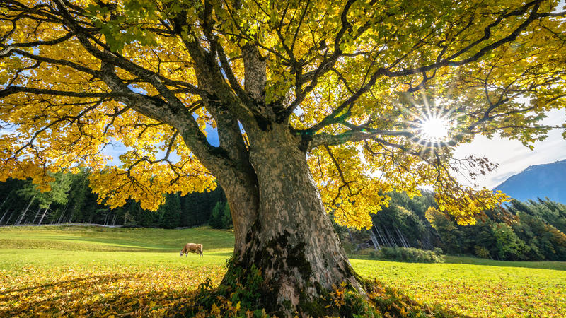 Goldener Herbst am Fastenberg bei Schladming 