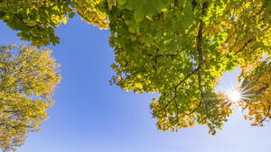 Goldener Herbst in Rohrmoos-Untertal - gold-gelb gefärbte Ahorn-Bäume am Fuße der Hochwurzen, rechts im Bild, und die strahlende Herbstsonne. Aufgenommen am 5. Oktober 2017 in Rohrmoos-Untertal bei Schladming, Steiermark, Österreich Fotocredit: Martin Huber |