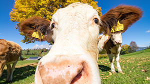 Goldener Herbst in Rohrmoos-Untertal - eine neugierige Kuh vor einem gold-gelb gefärbten Ahorn. Aufgenommen am 5. Oktober 2017 in Rohrmoos-Untertal bei Schladming, Steiermark, Österreich Fotocredit: Martin Huber |