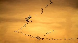 Bilder des Tages Kraniche auf dem Weg zur Überwinterung Kraniche auf dem Weg in die wärmeren Gefilde in Südeuropa, teils Afrika. Beginn des Vogelzugs 2017. *** Cranes on the Way to Overwintering Cranes on the Way in the warmer Realms in Southern Europe sometimes Africa Beginning the Migration 2017