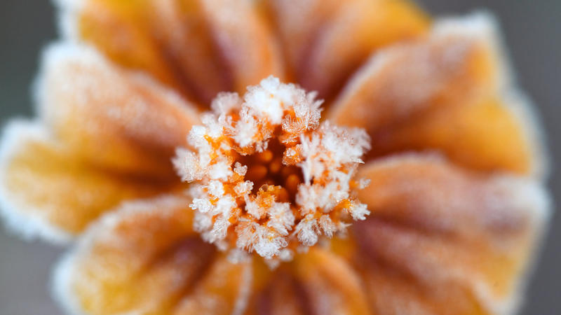 dpatopbilder - Frostkristalle liegen am 31.10.2017 in Freiburg (Baden-Württemberg) auf einer Blüte. Foto: Patrick Seeger/dpa +++(c) dpa - Bildfunk+++