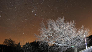 ARCHIV - Der Sternenhimmel ist am 19.11.2009 auf dem Schauinsland bei Freiburg zu sehen. Sterne aus dem Meteorstrom der Leoniden sind auf dem Bild erkennbar. Die Aufnahme wurde mit Langzeitbelichtung gemacht. Der Baum wurde dabei mit mehreren Blitzen vom Fotografen angeleuchtet. (Zu dpa "Sternschnuppenschauer der Leoniden erreicht Maximum" vom 14.11.2017) Foto: Patrick Seeger/dpa +++(c) dpa - Bildfunk+++