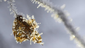 07.02.2018, Baden-Württemberg, Isny: Die Strahler eines Autos beleuchten ein mit Frost  überzogenes Birkenblatt. Foto: Felix K tle/dpa +++ dpa-Bildfunk +++