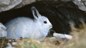 Säugetiere/HasentiereSchneehase Lepus timidus blue hare sitzend in Höhle |