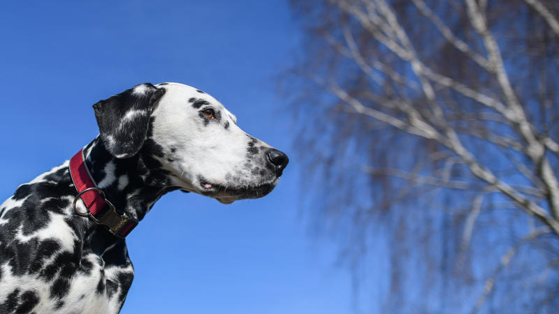 11.03.2018, Brandenburg, Lebus: Ein Dalmatiner sitzt auf einer Wiese vor dem blauen Himmel und wartet auf sein Herrchen. Mit Temperaturen um die 12 Grad Celsius und viel Sonnenschein zeigte sich der Sonntag in weiten Teilen von Berlin und Brandenburg