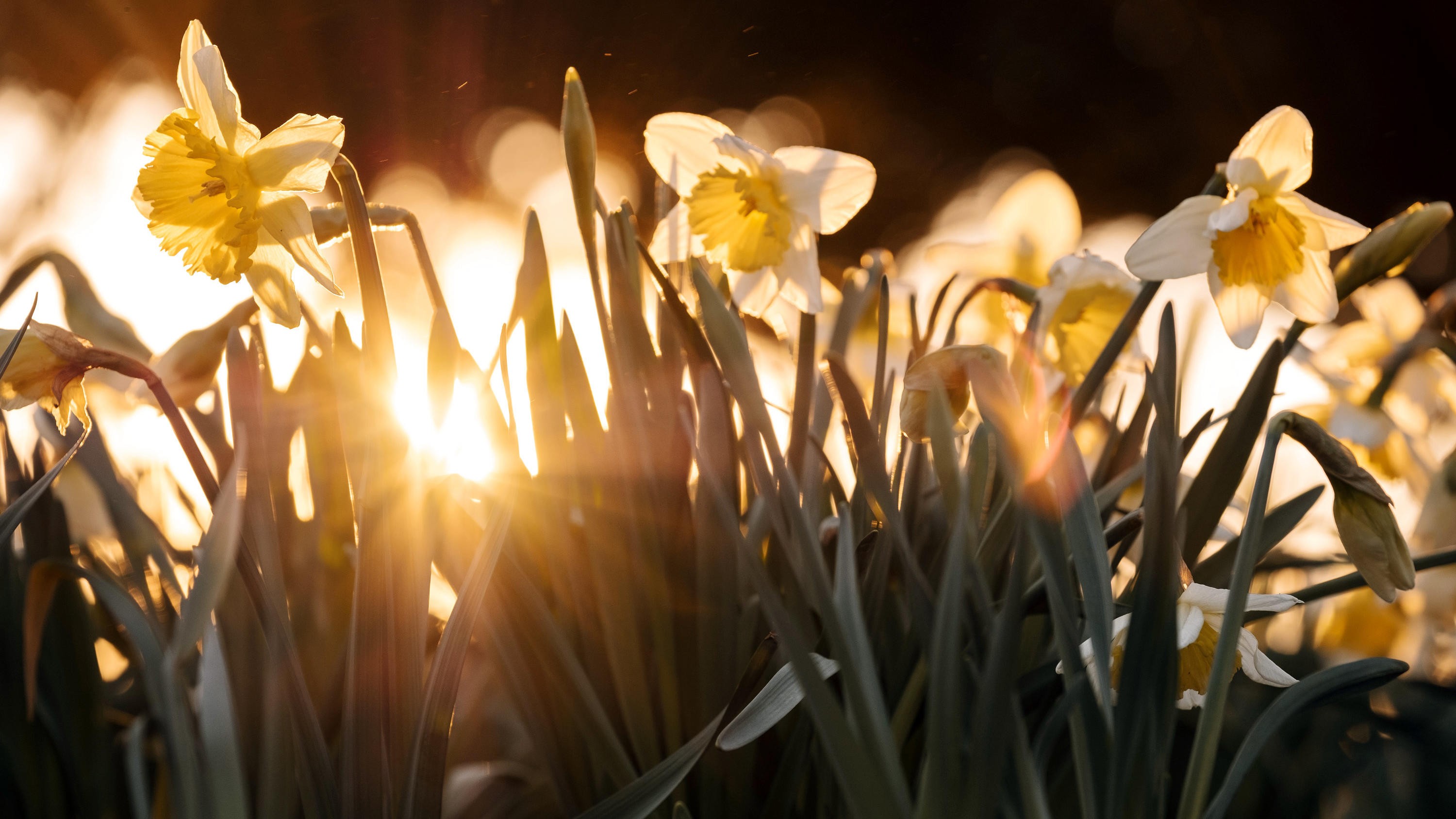 19.03.2018, Nordrhein-Westfalen, Düsseldorf: Gelbe Narzissen sind im Licht der Abendsonne zu sehen. Foto: Kevin Kurek/dpa +++ dpa-Bildfunk +++