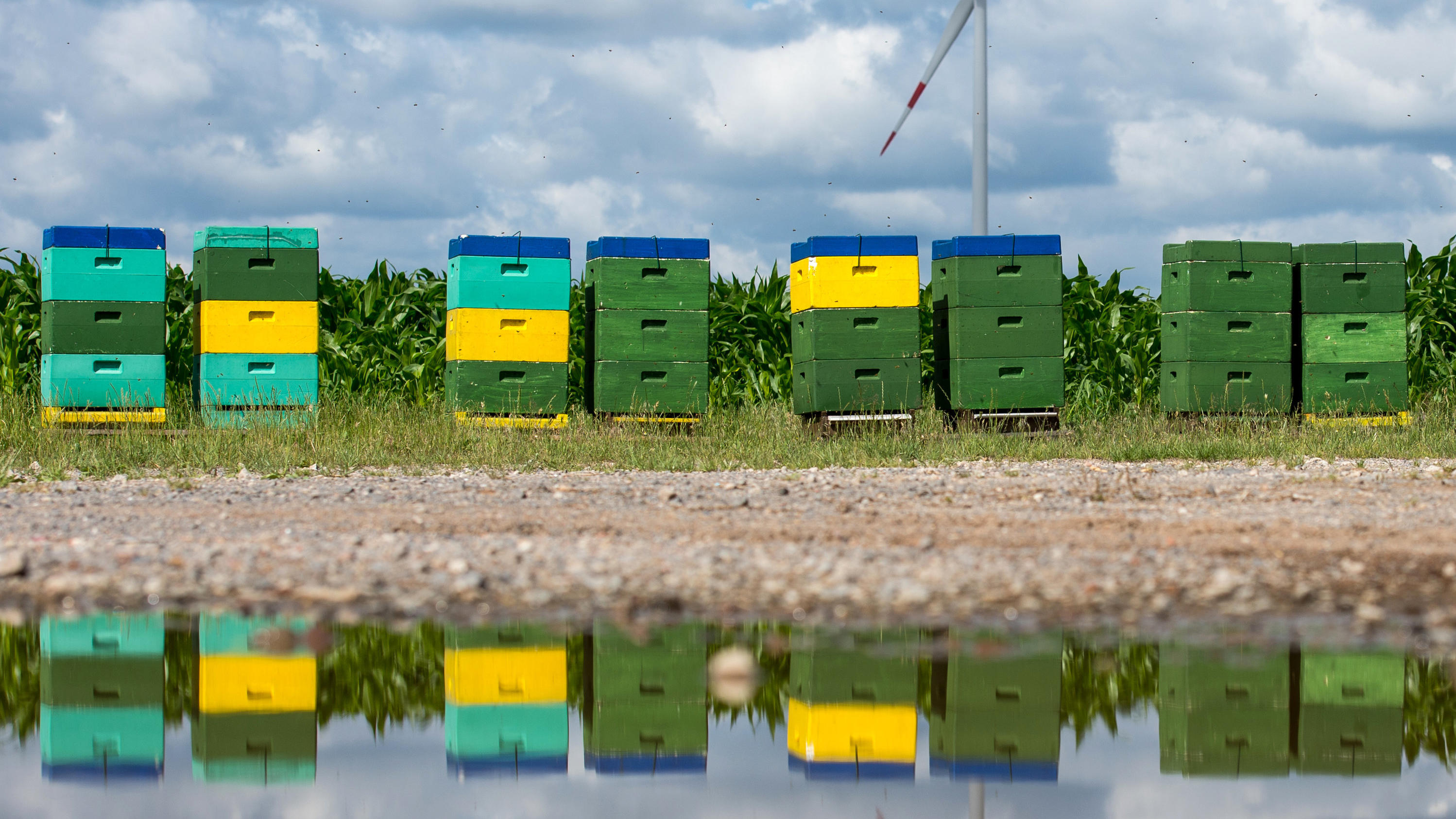 Bienenkästen stehen an einem Feldrand und spiegeln sich in einer Pfütze.