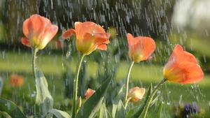 Gartentulpe, Garten-Tulpe, Tulpe (Tulipa spec.), Tulpen im Regenschauer | common garden tulip (Tulipa spec.), tulips in rain shower | Verwendung weltweit