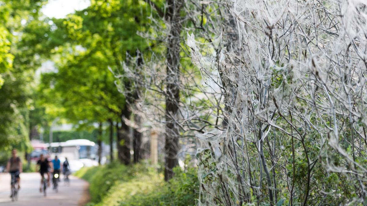 Gespinstmotten Raupen spinnen die Bäume ein wetter.de