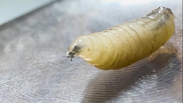 Die fiese Schraubenwurmfliege breitet sich aus