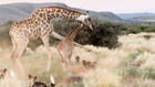 Leg dich nicht mit Mama an! Giraffe schwingt Hufe – um ihr Kind zu beschützen