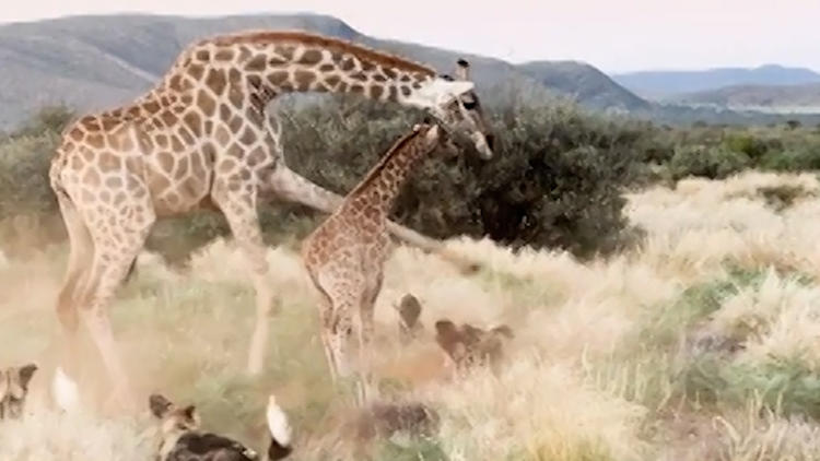 Leg dich nicht mit Mama an! Giraffe schwingt Hufe – um ihr Kind zu beschützen