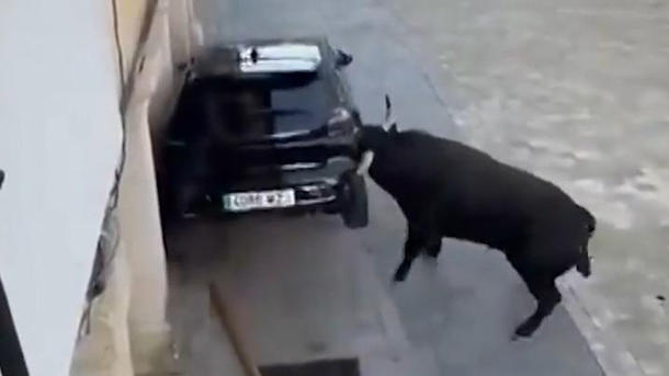 Aggro-Stier demoliert Auto! Versicherung zahlt aber nicht – deswegen!