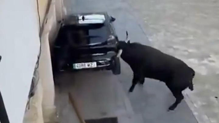 Aggro-Stier demoliert Auto! Versicherung zahlt aber nicht – deswegen!