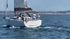 Orcas bringen Segelboot zum Kentern