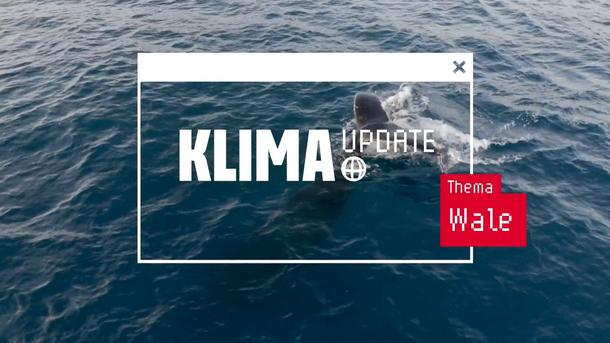 Warum Wale so gut für das Klima sind