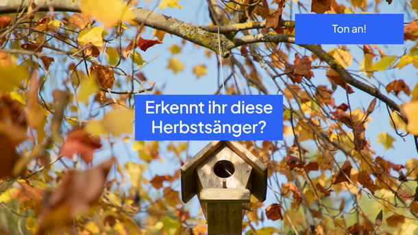 Hingehört! Erkennt ihr diese Vogel-Stimmen?