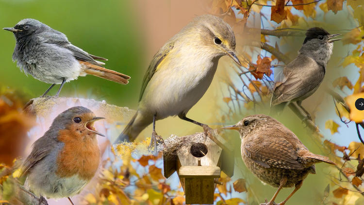 Hingehört! Erkennt ihr diese Vogel-Stimmen?