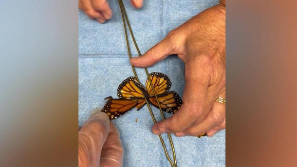 Schmetterling bekommt Flügel transplantiert – Naturschützern gelingt Sensation!