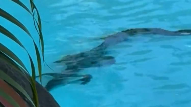 Panik am Pool! Krokodil kapert Luxushotel – und besetzt Becken