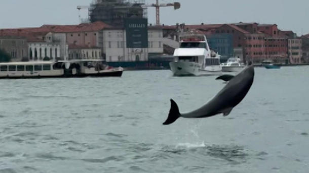 Er ist DIE Touristenattraktion! Delfin verzaubert Venedig – doch es gibt ein Problem