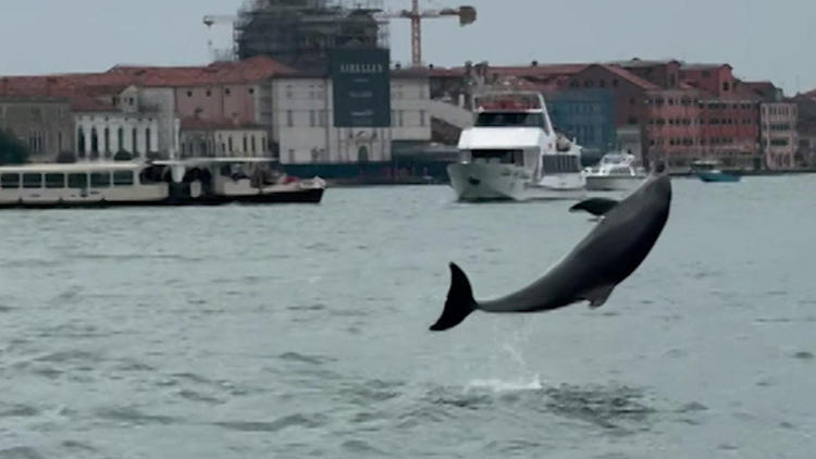 Er ist DIE Touristenattraktion! Delfin verzaubert Venedig – doch es gibt ein Problem
