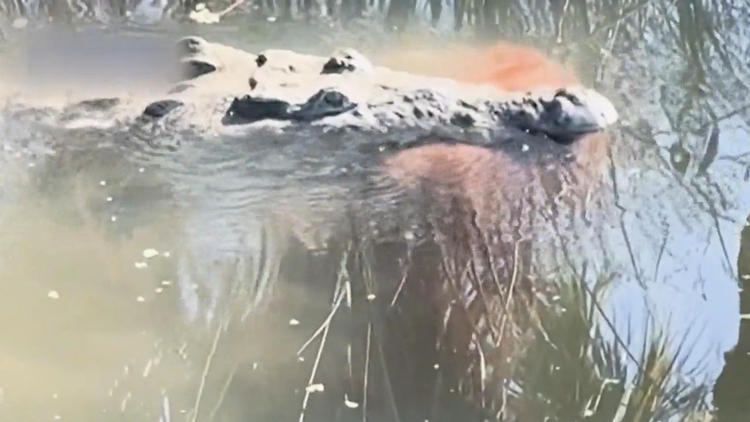 Golden Retriever im Maul! Killer-Krokodil tötet Familienhund – Anwohner in Angst