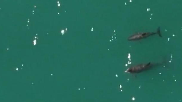 Nur noch 14 ihrer Art! Schweinswale fast ausgestorben – dann machen Forscher diese Bilder