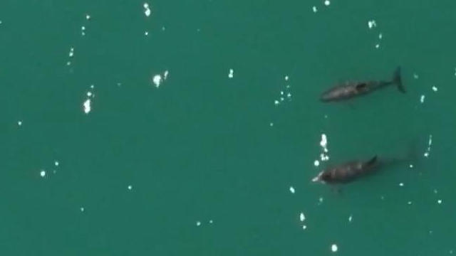 Nur noch 14 ihrer Art! Schweinswale fast ausgestorben – dann machen Forscher diese Bilder