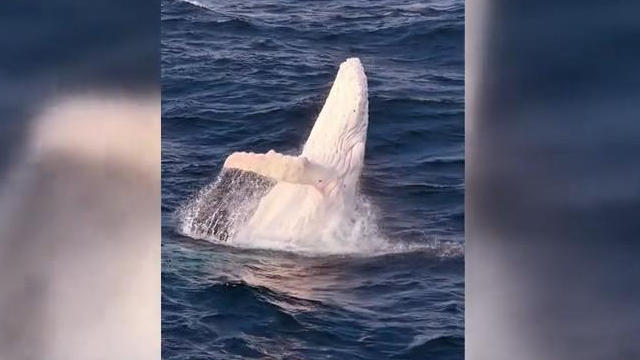 Weltweite Sensation! Dieser Albino-Wal lässt Forscher-Herzen höher schlagen
