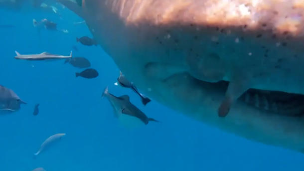 Einzigartiges H(a)ighlight! Taucher fast von Raubfisch verschluckt – DAS rettet ihn