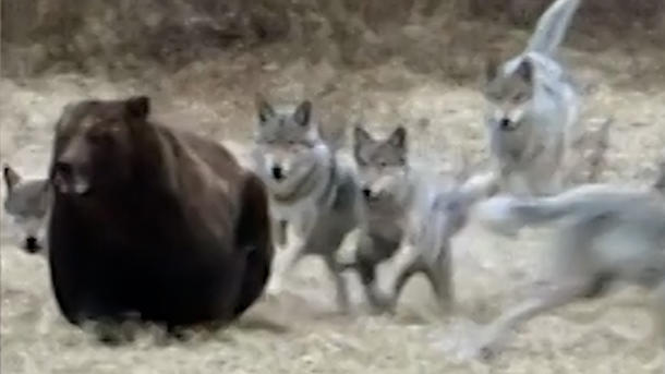 Kampf um fette Beute! Wolfsrudel fetzt sich gnadenlos mit Grizzlybär