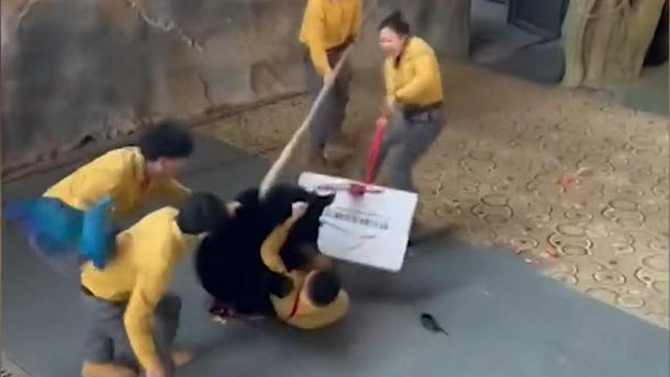 Bär attackiert Trainer während Vorführung – vor den Augen der Parkbesucher!