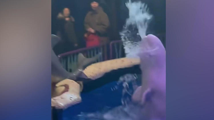 Rauchen verboten! Belugawal bestraft qualmenden Zoo-Besucher