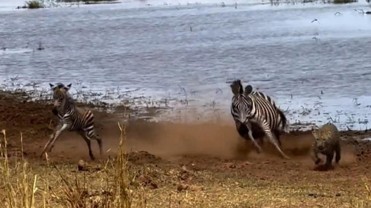 Zebra-Mutter kämpft gegen Leopard – um ihr Fohlen zu retten