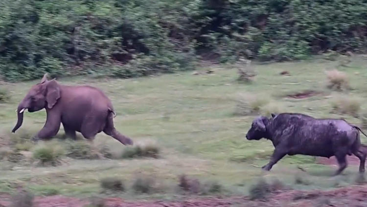 Baby-Elefant zeigt Büffel den Rüssel – und bereut es sofort!