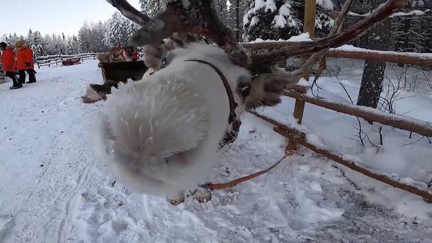 Im Reich der Rentiere! So leben Rudolph und Co. In Finnland