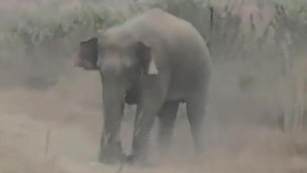 Elefant trampelt Touristen zu Tode – weil der mit ihm ein Foto will!
