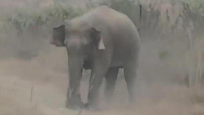 Elefant trampelt Touristen zu Tode – weil der mit ihm ein Foto will!