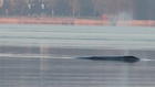 Sensation in Flensburg! Plötzlich schwimmt hier ein Finnwal