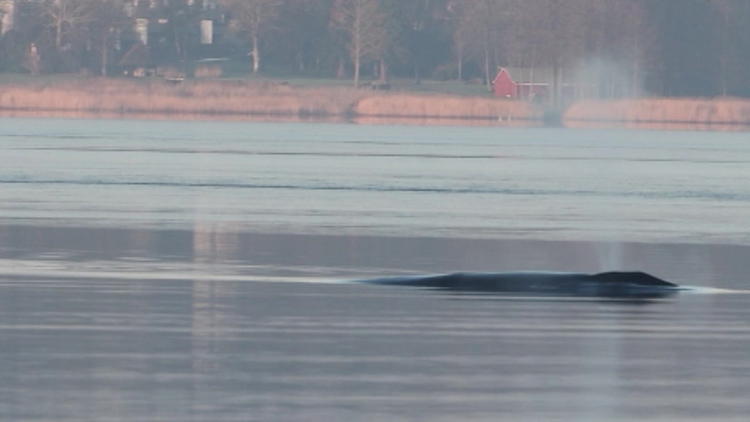 Sensation in Flensburg! Plötzlich schwimmt hier ein Finnwal