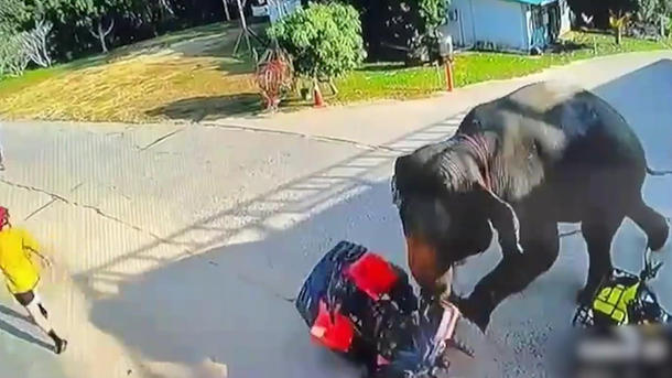 Nach Ausbruch! Wildgewordener Elefant stürmt auf Quadfahrer zu