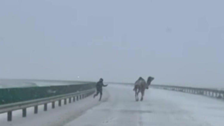 Kamel im Schneesturm! Polizei jagt ausgebüxtes Tier über Autobahn