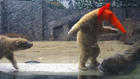 Da ist der (Eis-)Bär los! Raubtier-Zwillinge sorgen im Zoo für Lacher