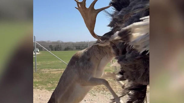 Mit Geweih voraus! Hirsch fetzt sich mit Strauß – Familie mittendrin