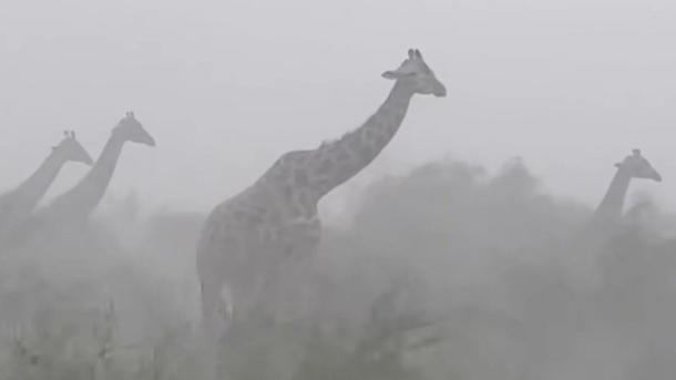 Mega-Sturm peitscht über Giraffen hinweg – und die bleiben einfach stehen!