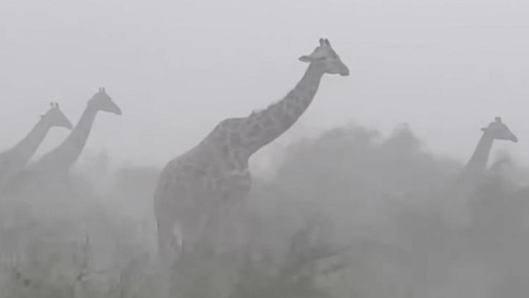 Mega-Sturm peitscht über Giraffen hinweg – und die bleiben einfach stehen!